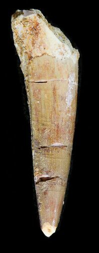 Bargain Juvenile Spinosaurus Tooth - Kem Kem Beds #43433